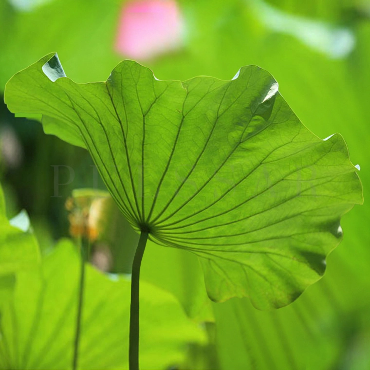 Потолочная люстра FIORELLA